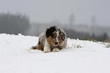 BERGER AUSTRALIEN PUPPIES 516